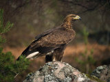 Portrait of a Golden Eagle, Highlands, Scotland, United Kingdom, Europe Photographic Print by Rainford Roy