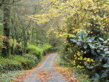 Gravel Road in Autumn, Dandenong Ranges, Victoria, Australia, Pacific Photographic Print by Schlenker Jochen