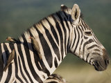 Burchell's Zebra, with Redbilled Oxpeckers, Hluhluwe Umfolozi Park, Kwazulu Natal, South Africa Photographie par Toon Ann & Steve