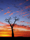 Boab Tree at Sunrise, Kimberley, Western Australia, Australia, Pacific Photographic Print by Schlenker Jochen