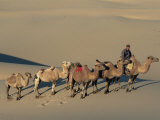 Camel Caravan, Dunes De Khongoryn Els, Gobi National Park, Gobi Desert, Mongolia, Central Asia Photographic Print by Morandi Bruno