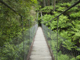 Suspension Bridge and Rainforest, Tarra Bulga National Park, Victoria, Australia, Pacific Photographic Print by Schlenker Jochen