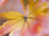 Maple Leaves, Kyoto, Kansai, Honshu, Japan Photographic Print by Schlenker Jochen