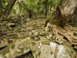 Kanooka Tree, Den of Nagun, Mitchell River National Park, Victoria, Australia, Pacific Photographic Print by Schlenker Jochen