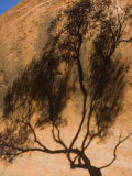 Shadow of Tree on Uluru, Uluru-Kata Tjuta National Park, Northern Territory, Australia Photographic Print by Schlenker Jochen