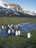 Group of King Penguins, with Mountains in the Background, on South Georgia, South Atlantic Photographic Print by Renner Geoff