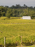 Vineyard, Yarra Valley, Victoria, Australia, Pacific Photographic Print by Schlenker Jochen