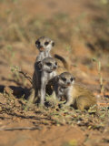 Young Meerkat, Kgalagadi Transfrontier Park, Northern Cape, South Africa Photographic Print by Toon Ann & Steve