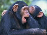 Chimpanzee Sanctuary, Sweetwaters, Kenya, East Africa, Africa Photographic Print by Murray Louise