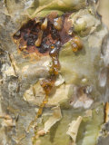 Sap Seeping Out Through Bark of Frankincense Tree, Momi Plateau, Yemen, Middle East Photographic Print by Waltham Tony