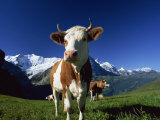 Brown and White Cow in Alpine Meadow, First, Grindelwald, Bern, Switzerland, Europe Photographic Print by Tomlinson Ruth