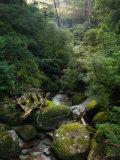 Arakawa River, Yaku-Shima, Kyushu, Japan Photographic Print by Schlenker Jochen