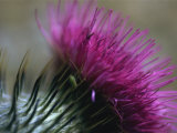 Close-Up of a Scottish Thistle Flower Photographic Print by Murray Louise