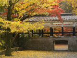 Ginkgo Tree, Garden of Nanzenji Temple, Kyoto, Kansai, Honshu, Japan Photographic Print by Schlenker Jochen