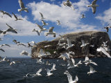 Herring Gulls, Following Fishing Boat with Bass Rock Behind, Firth of Forth, Scotland, UK Photographie par Toon Ann & Steve