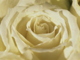 Portrait of a White Rose Corolla Photographic Print by Murray Louise