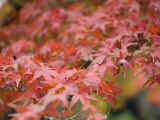 Japanese Maple, Kamakura, Central Honshu, Japan Photographic Print by Schlenker Jochen