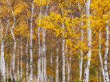 Silver Birches, Dandenong Ranges, Victoria, Australia, Pacific Photographie par Schlenker Jochen