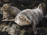 Grey Seals, Farne Islands, Seahouses, Northumberland, England, United Kingdom Photographie par Toon Ann & Steve