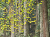 Okunoin Graveyard, Site of 20000 Buddhist Gravestones, Koya-San, Kansai, Honshu, Japan Photographic Print by Schlenker Jochen