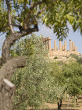 Olive and Almond Trees and the Temple of Juno, Valley of the Temples, Agrigento, Sicily, Italy Photographic Print by Olivieri Oliviero