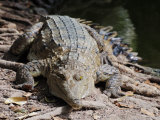 Saltwater Crocodile, Northern Territory, Australia, Pacific Photographic Print by Schlenker Jochen