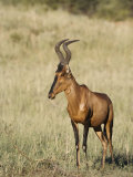 Red Hartebeest, Kgalagadi Transfrontier Park, Northern Cape, South Africa Photographic Print by Toon Ann & Steve