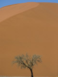 Lone Acacia Tree Against Huge Sand Dune, Sossusvlei Desert, Namibia, Africa Photographic Print by Waltham Tony