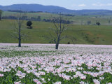 Fields of Flowering Opium Poppies Grown Legally for Morphine Production, Tasmania, Australia Photographic Print by Murray Louise
