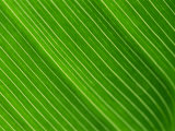 Close-Up of a Banana Leaf Photographic Print by Murray Louise
