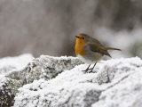 Robin on Frosty Wall in Winter, Northumberland, England, United Kingdom Photographie par Toon Ann & Steve