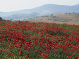 Poppies in Rolling Landscape, Near Olvera, Cadiz, Andalucia, Spain, Europe Photographic Print by Tomlinson Ruth