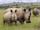 White Rhino, and Calf, Ithala Game Reserve, Kwazulu Natal, South Africa Photographie par Toon Ann & Steve