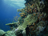 Reef Scene with Anthias Fish and Coral, Red Sea, Egypt, North Africa, Africa Photographic Print by Murray Louise