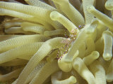 Spotted Cleaner Shrimp in Giant Anemone, Bonaire, Carribean Sea, Central America Photographic Print by Murray Louise