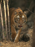 Indo Chinese Tiger Walking in Khao Pardap Chan Bamboo Groves, Thailand, Southeast Asia Photographic Print by Murray Louise
