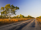 Ghost Gum Tree and Road, Northern Territory, Australia, Pacific Photographic Print by Schlenker Jochen