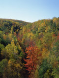 Trees in Fall Colours in Woods in the Acadia National Park, Maine, New England, USA Photographic Print by Rainford Roy