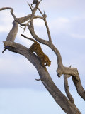 Leopard in Dead Tree, Kruger National Park, Mpumalanga, South Africa, Africa Photographie par Toon Ann & Steve