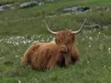 Highland Cattle, Isle of Mull, Scotland, United Kingdom, Europe Photographic Print by Rainford Roy