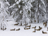 Elk Herd, Yellowstone National Park, UNESCO World Heritage Site, Wyoming, USA Photographic Print by Pitamitz Sergio