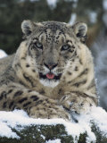 Rare and Endangered Snow Leopard, Port Lympne Zoo, Kent, England, United Kingdom Photographic Print by Murray Louise