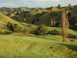 Mudstone Hill Farmland, King Country, North Island, New Zealand, Pacific Photographic Print by Schlenker Jochen
