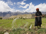 Local Woman Irrigating Her Crop in Field with Mountains in Background, Likir, Ladakh, India Photographic Print by Simanor Eitan