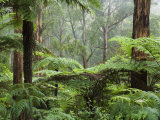 Rainforest, Bunyip State Park, Victoria, Australia, Pacific Photographic Print by Schlenker Jochen