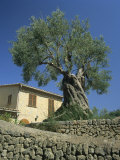 Old Olive Tree in the Garden of a Village House in Deya, Majorca, Balearic Islands, Spain, Europe Photographic Print by Tomlinson Ruth