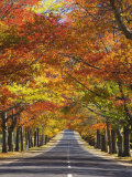 Memorial Avenue in Autumn, Mount Macedon, Victoria, Australia, Pacific Photographic Print by Schlenker Jochen