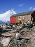 Gentoo Penguins on Nests, Port Lockroy on the Antarctic Peninsula, Antarctica, Polar Regions Photographic Print by Renner Geoff