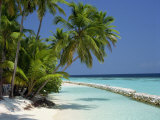 Palm Trees on a Tropical Beach in the Maldive Islands, Indian Ocean Photographic Print by Scholey Peter