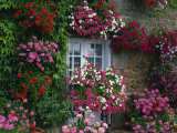 Farmhouse Window Surrounded by Flowers, Ille-et-Vilaine, Brittany, France, Europe Photographic Print by Tomlinson Ruth